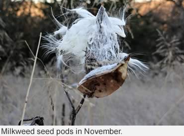 One way to protect the pollinators—plant milkweed