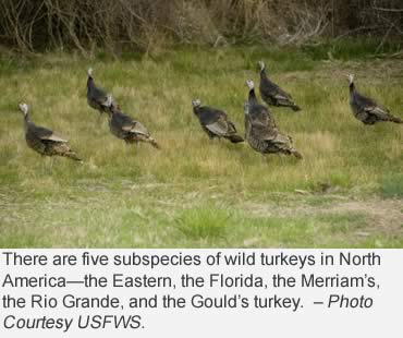 Wild turkeys