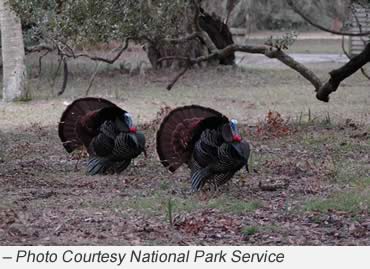 Wild turkeys