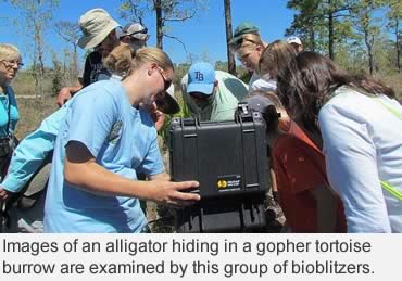 You, too, can bioblitz!