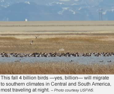 Catching a blue streak before it changes continents