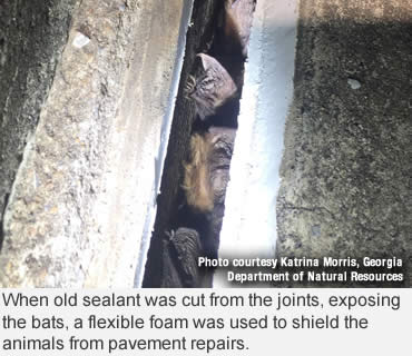 When saving bats is as simple