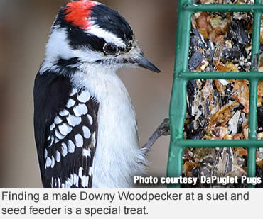 Cold weather bird watching for science and fun