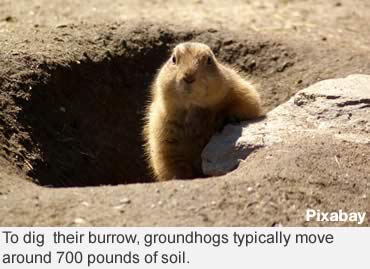 Groundhog Day