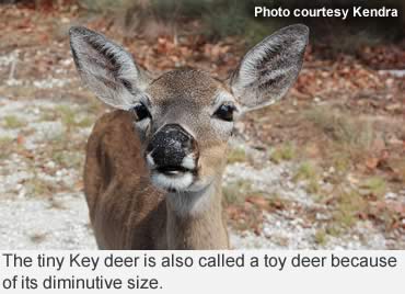 The tiny, toy Key deer