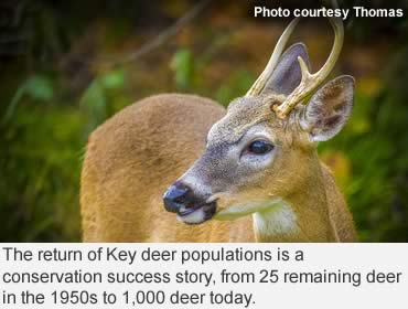 The tiny, toy Key deer