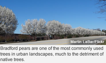 Bradford Pear Trees—The beautiful menace