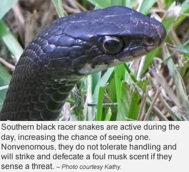 Ssssnake advice? Just leave them alone