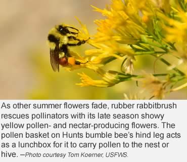 Yes, that’s right, bumble bees hibernate