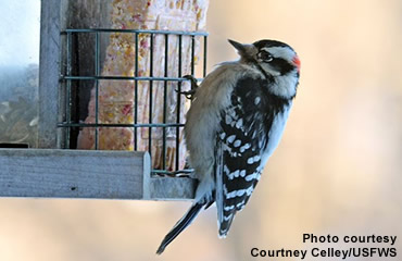 How do birds stay warm?