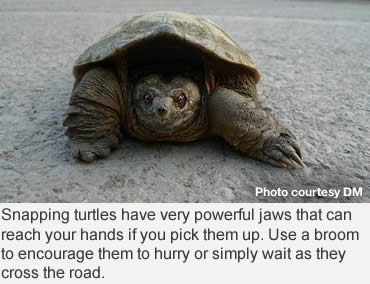 Turtles—Give ‘em a brake