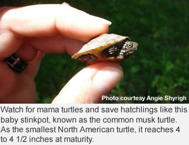 Turtles—Give ‘em a brake