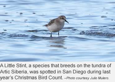 120 years of conservation history lives with the annual Christmas Bird Count