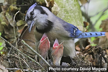 You, too, can NestWatch