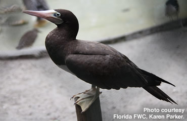 Brown Booby makes rare appearance in Missouri Ozarks