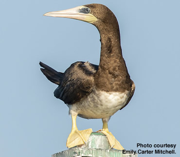 Brown Booby makes rare appearance in Missouri Ozarks