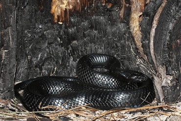 Wild Eastern indigo snake found in Alabama after 6-decade absence
