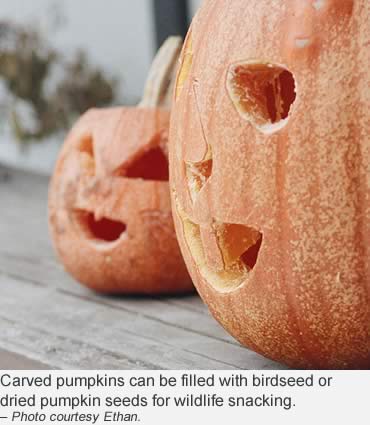 Turn your jack-o'-lantern into a wildlife snack-o’-lantern