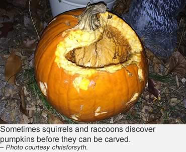 Turn your jack-o'-lantern into a wildlife snack-o’-lantern