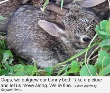 Observe, DO NOT disturb wildlife babies