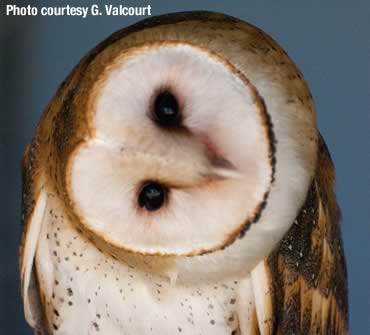 Uncommonly unique—our friend the barn owl