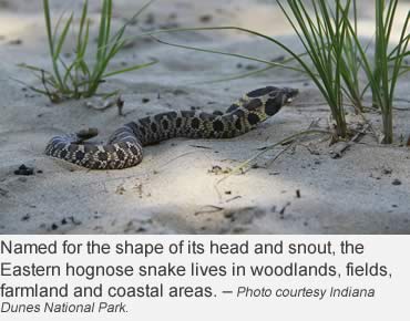 Why Do Hognose Snakes Play Dead? - Reptiles Magazine