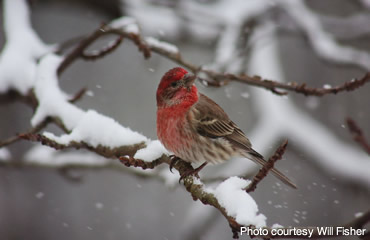 Count birds for science during the 121st Annual Christmas Bird Count