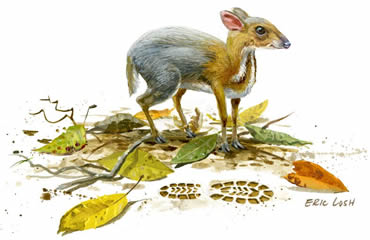 Rediscovered! The Vietnamese Mouse Deer