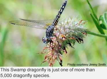 The fascinating dragonfly—speed, beauty and agility