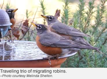 Migration music: Owls pipe up while sparrows steal the show