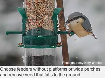 Is your birdfeeder a super spreader?