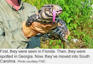 Invasive tegus are eating their way into South Carolina