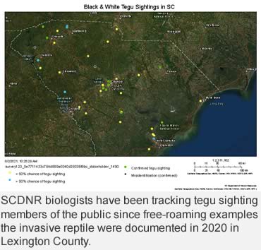 Invasive tegus are eating their way into South Carolina