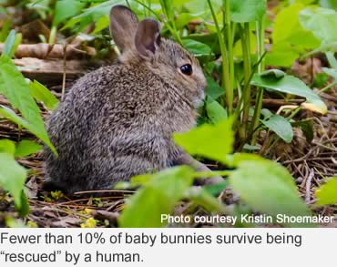 Please, don’t kidnap the wildlife babies