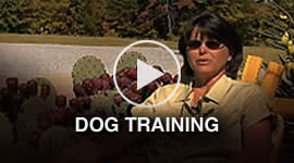 Dog Training