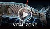 Vital Zone