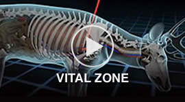 Vital Zone